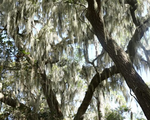 Tree moss in Charleston