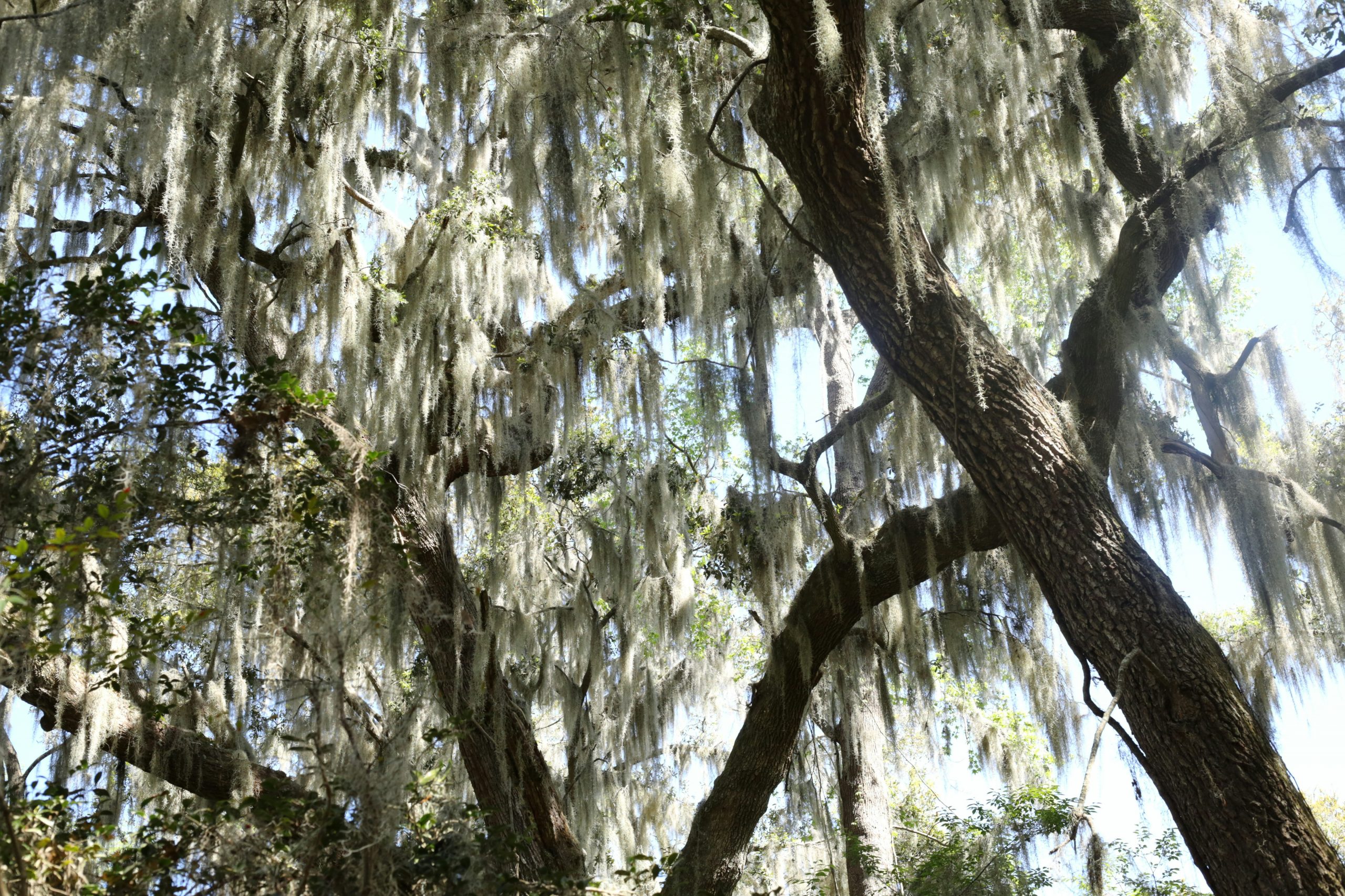 Tree moss in Charleston